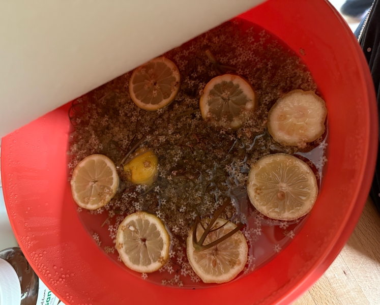 Holunderblütensirup beim ziehen mit Zitronenscheiben